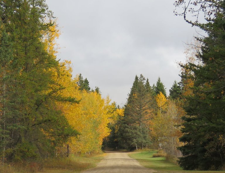 filter gives bright orange to poplar trees among evergreens by road.JPG