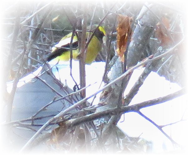 male evening grosbeak on top of snow on roof of bird feeder.JPG