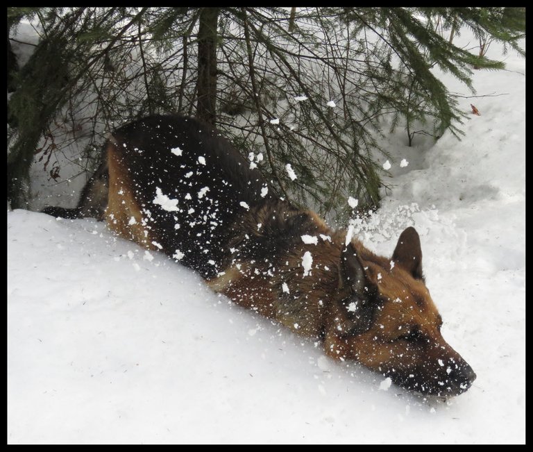 Bruno plowing through deep snow with it flying around him.JPG