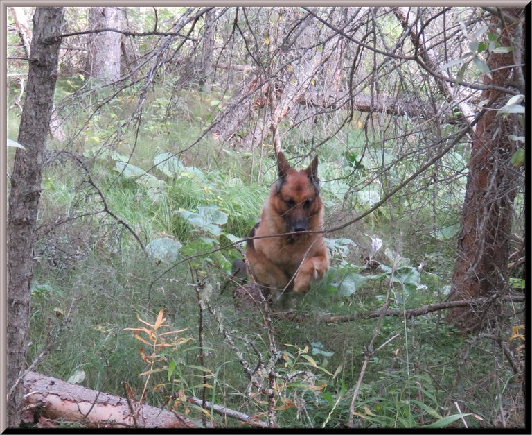 Bruno leaping through forest.JPG