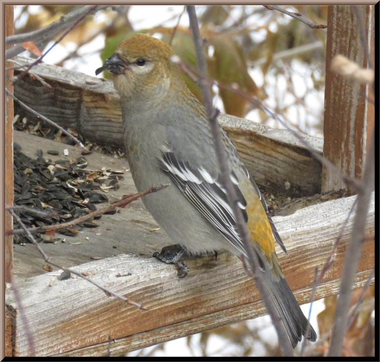 close up female pine grosbeak eating seed on feeder.JPG