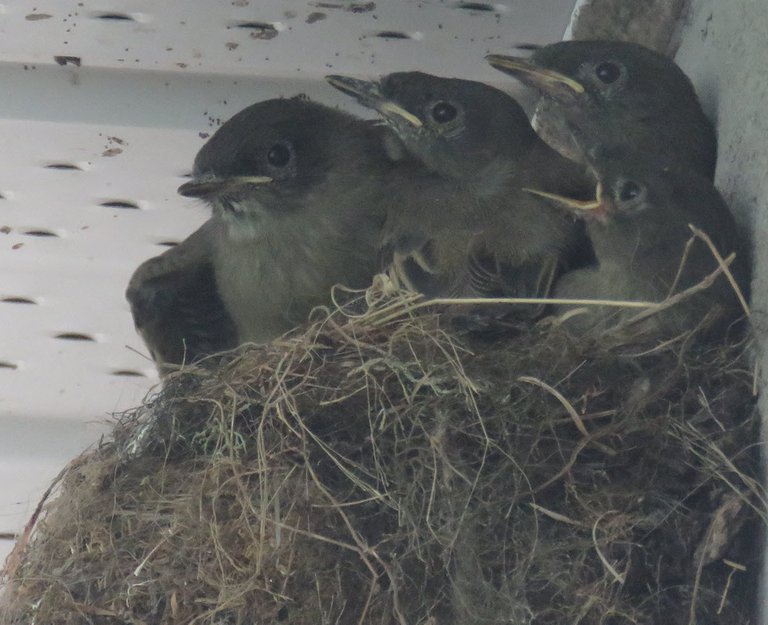 4 big phoebe chicks scrunched in nest 1 has beak open.JPG