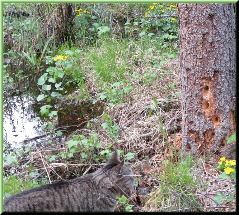 JJ looking at tree trunk with woodpecker holes.JPG