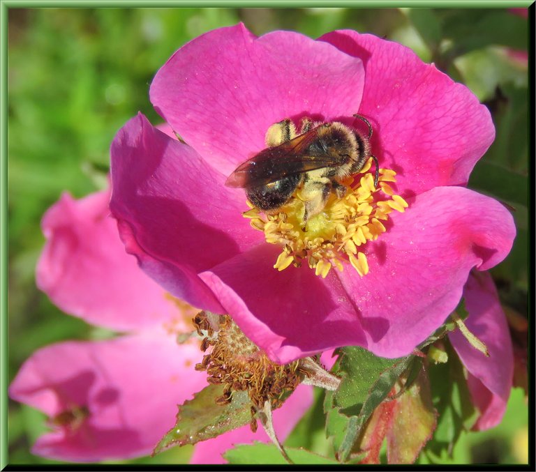 close up bumble bee in wild rose.JPG
