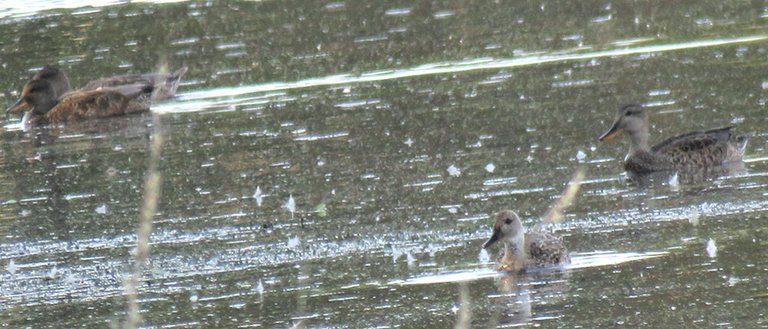 pair grey headed ducks grey female duck with cute duckling.JPG