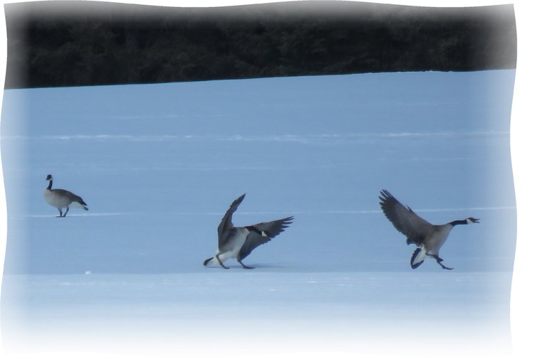 geese landing on snow wings open.JPG