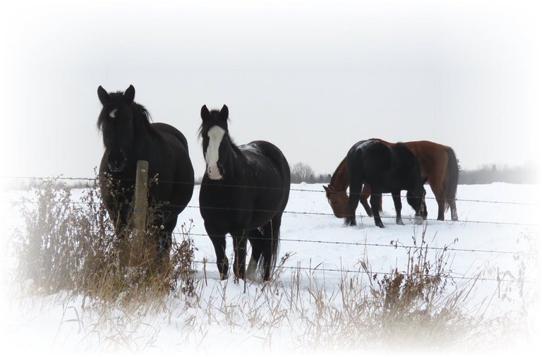 2 Jeremys hores by fence 2 pawing in snow.JPG