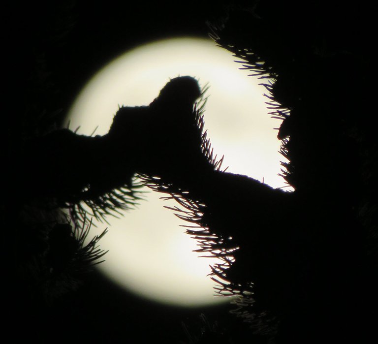pine branches in front of full moon looks like holding hands.JPG