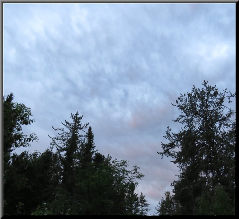 sunrise with pink in clouds coming out of opening between trees fanning out.JPG