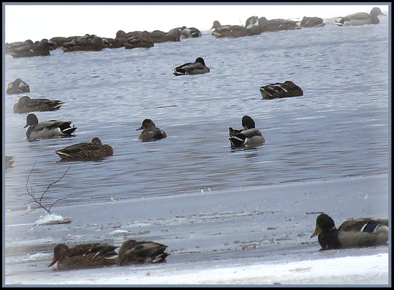 mallard ducks resting and swimming  on icy water.JPG