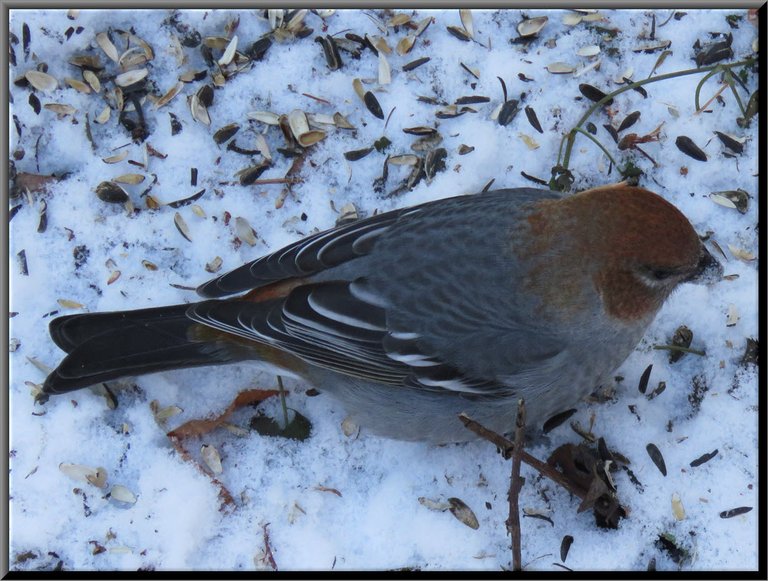 close up female pine grosbeak eating seeds in snow.JPG