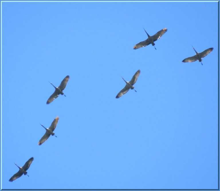 close up 6 cranes in flight view of underside.JPG