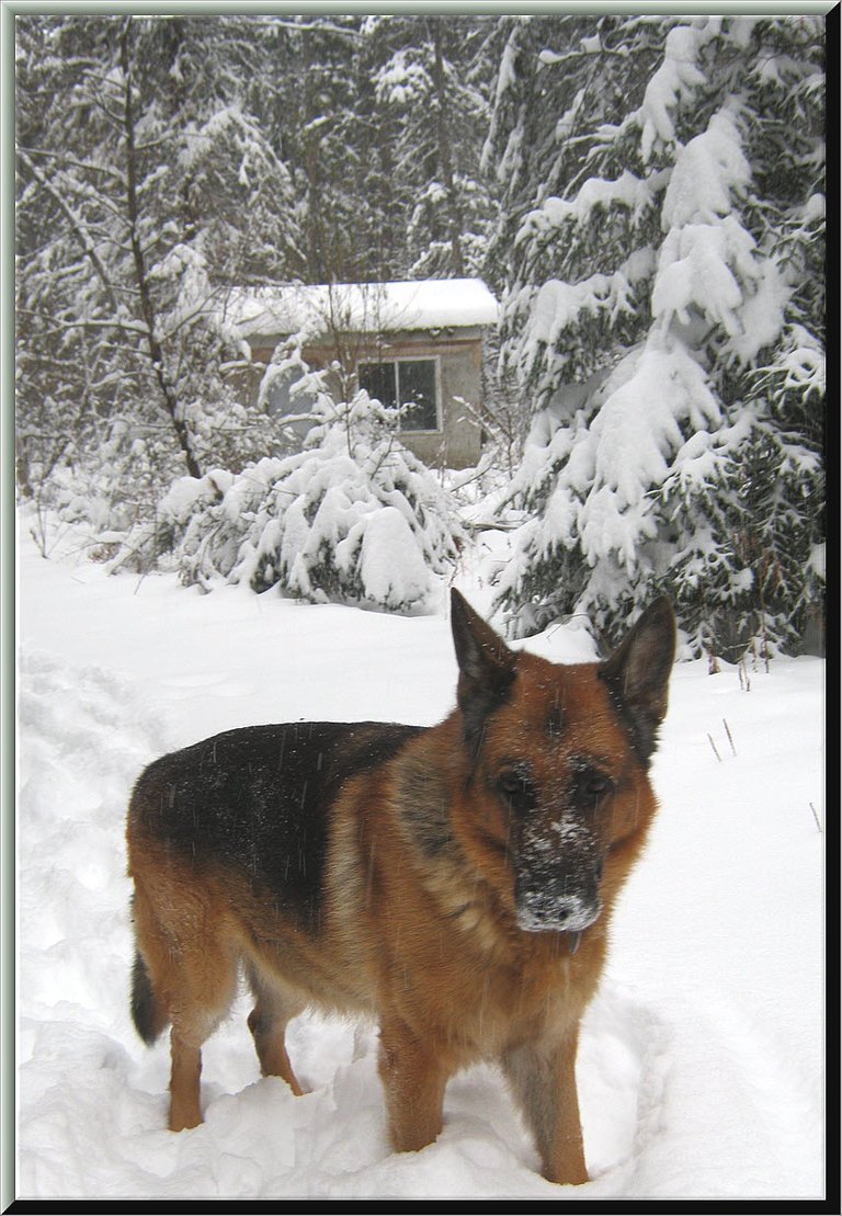 Bruno standing in deep snow well house behind.JPG