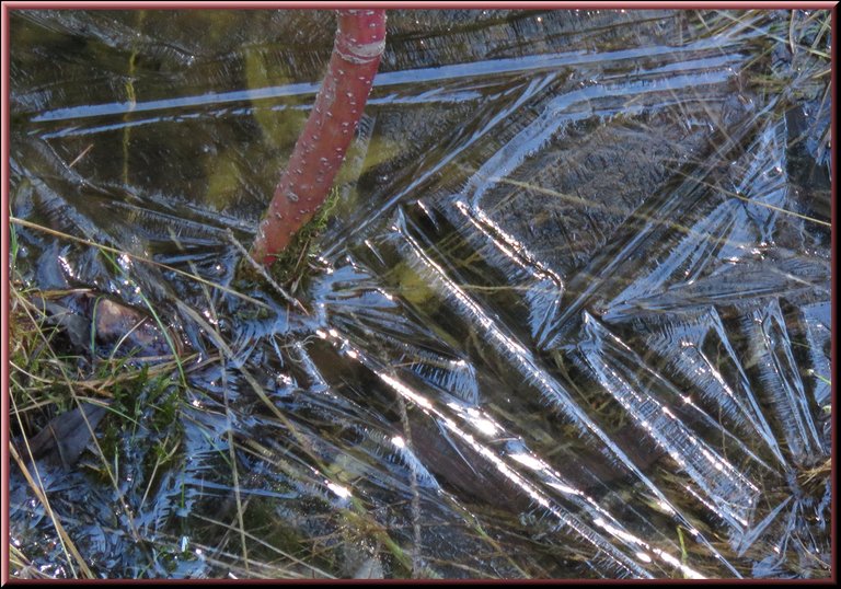 ice pattern at base of dogwood arrows.JPG