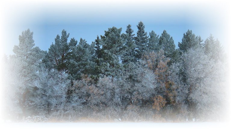 frosted view of different types of evergreens and other with brown leaves.JPG