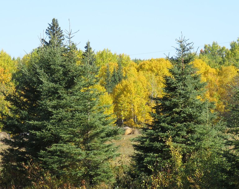 bright yellow poplars behing evergreens.JPG