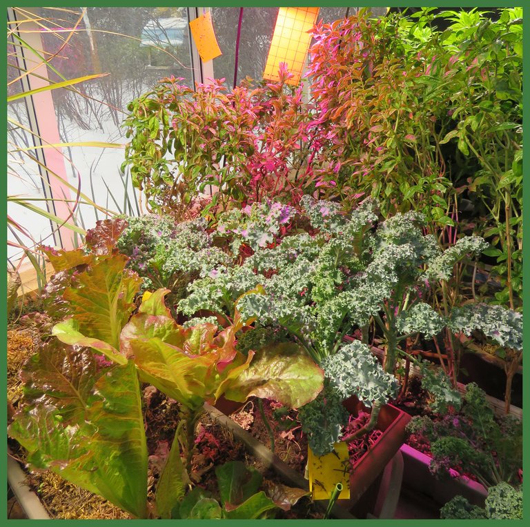 indoor garden with layers of lettuce kale basil and cannabis.JPG