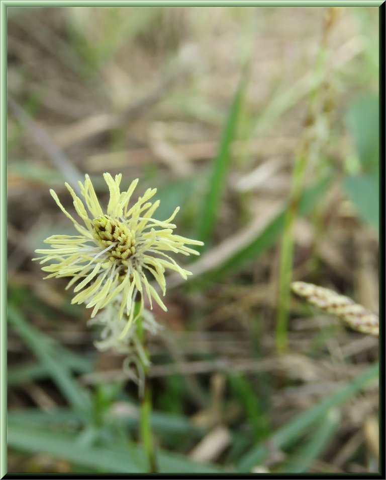 grass head in bloom.JPG