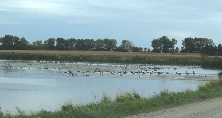 huge amount of geese on pond moving away from edge.JPG