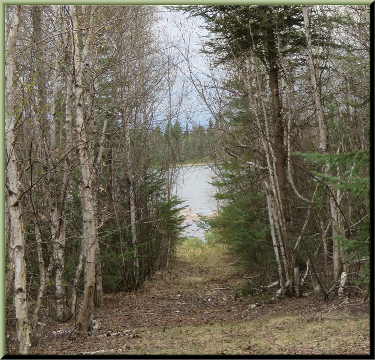 trail to lake among trees.JPG