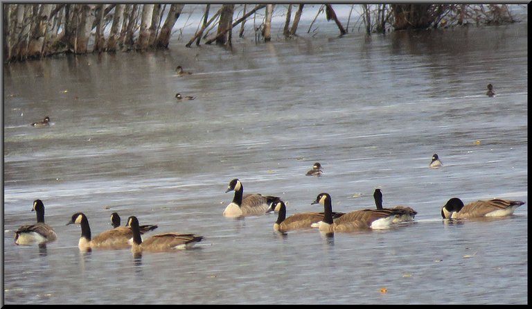 flock of Canada geese swimming with bufflehead ducks behind.JPG