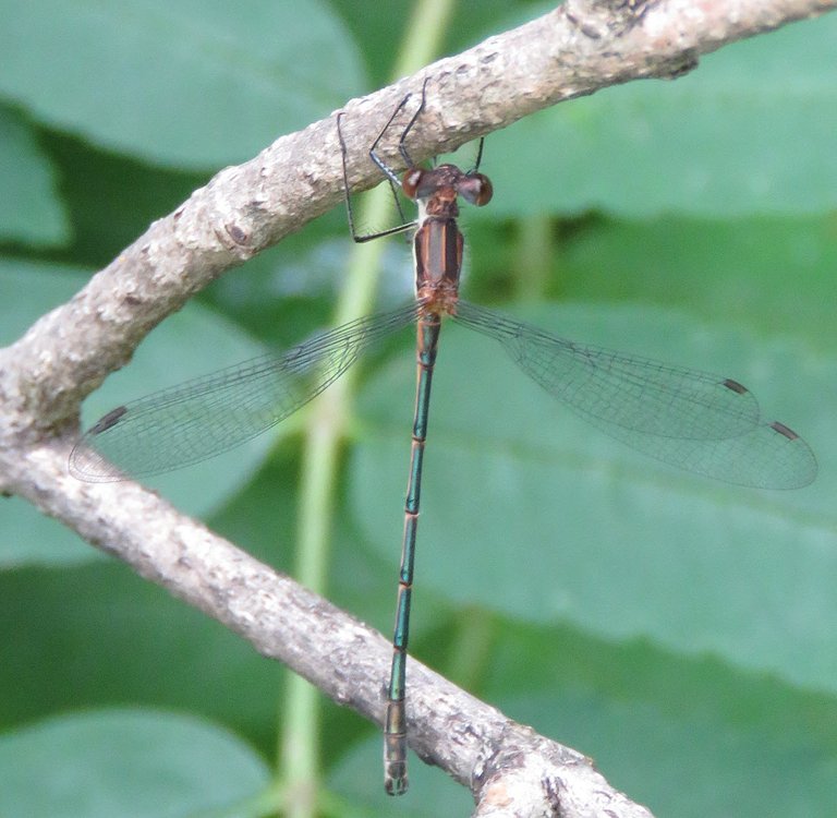 close up delicate dragonfly hanging on branch.JPG