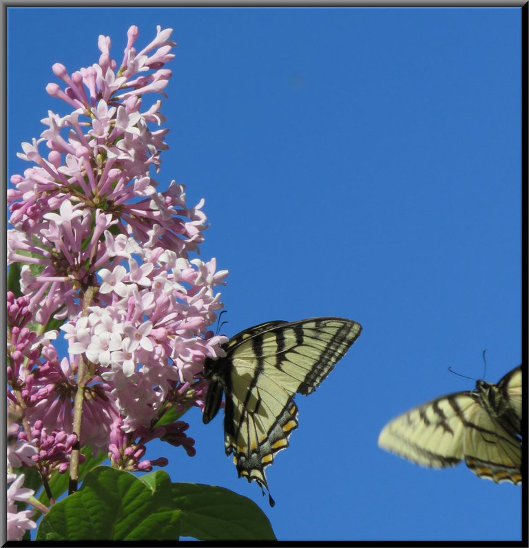 2 swallowtail butterflies 1 on blossom on flying beside.JPG