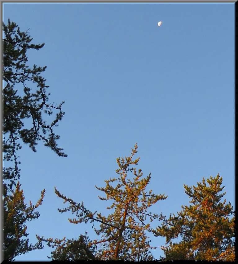 half moon in morning sky above pine trees colored pinkish by sun.JPG