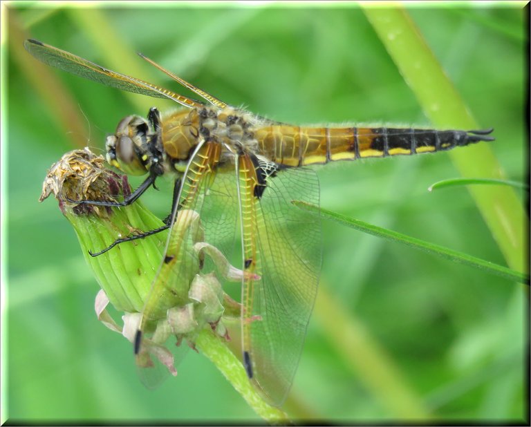 close up golden dragonfly side view.JPG