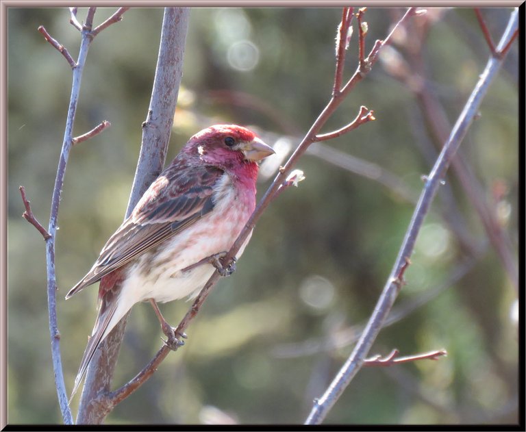 close up male  red house finch.JPG