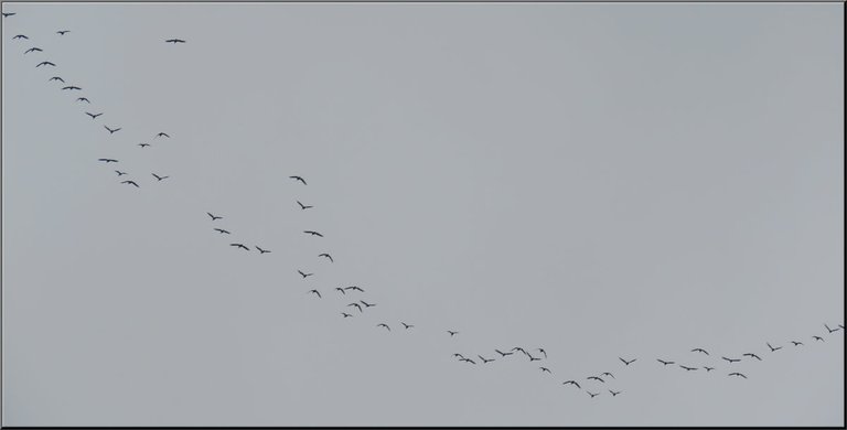 large flock of Canada geese flying in formation.JPG