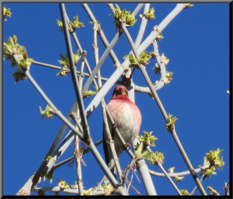 colorful red house finch among maple leaf buds just opening.JPG