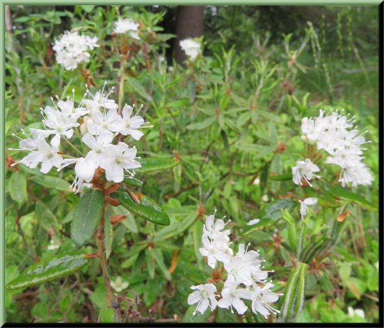 close up  2 blooms of labrador tea plant with 4 othrs behind.JPG