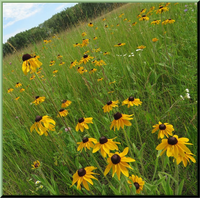close up of black eyed susans in the field.JPG