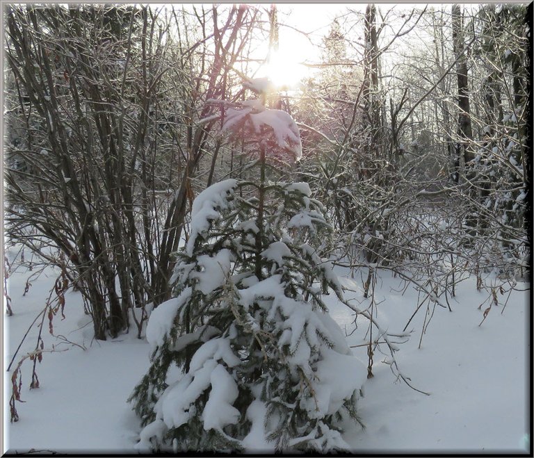 sunrays ontop of snowy spruce tree glistening ice on bushes besides.JPG