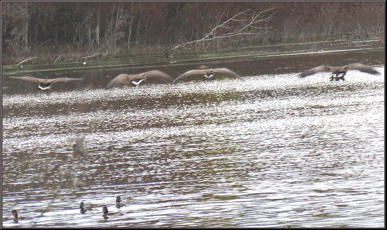 4 Canada Geese coming for a landing above the golden eye ducks swimming.JPG