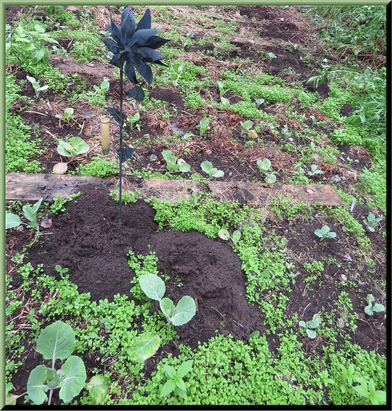 cabbage broccolli and califlower patch.JPG