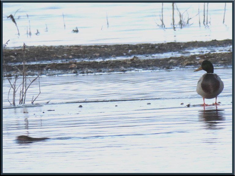 goose looking at muskrat swimming by.JPG