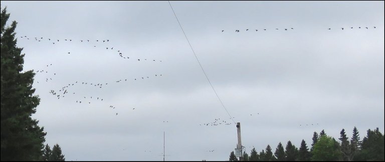 flocks of geese flying over opening in trees over neighbors yard.JPG