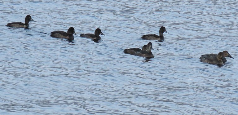 family of ring neck ducks swimming in a row.JPG