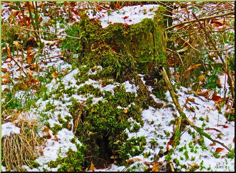 1st snow on mossy stump.JPG