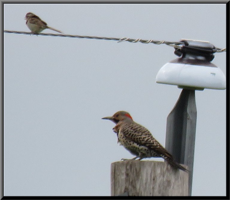 flicker on power pole sparrow on wire.JPG