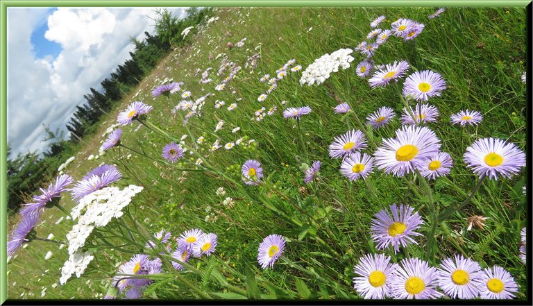 close up fleabane and yarrow flowers in wildflower meadow.JPG