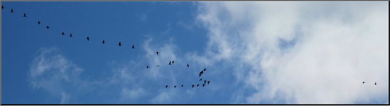 2 cranes out in front followed by large flock of cranes.JPG