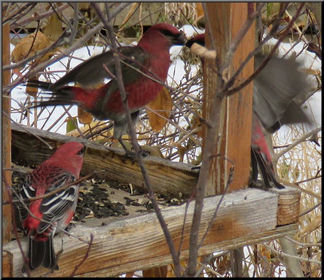 grosbeak feeding juevenile at feeder other watching.JPG