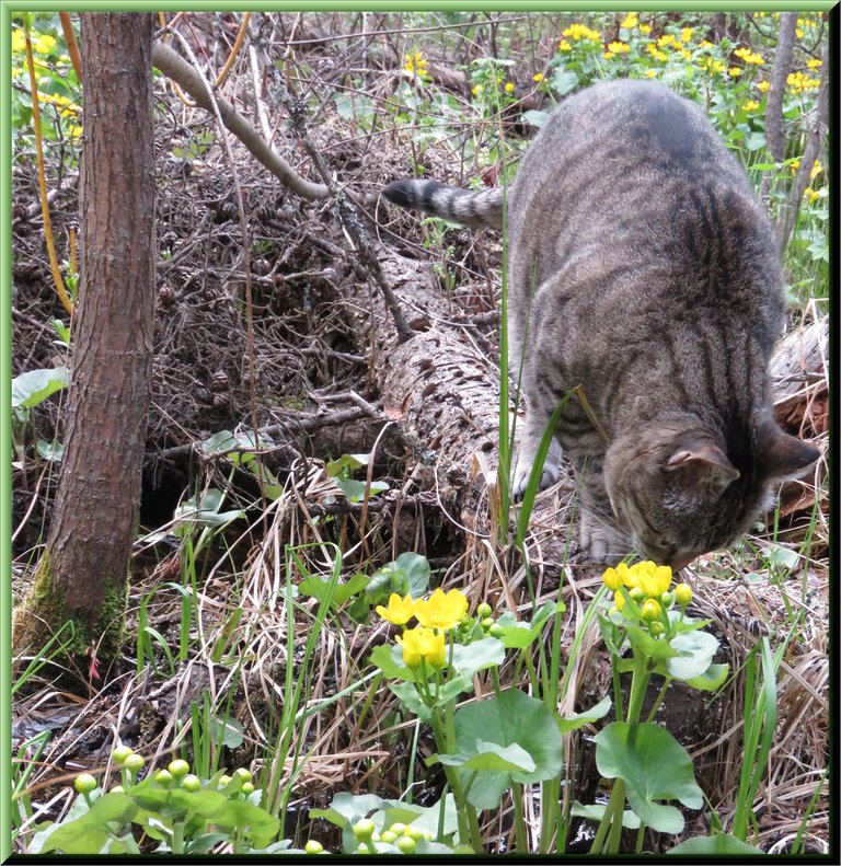 JJ sniffing marsh marigold.JPG