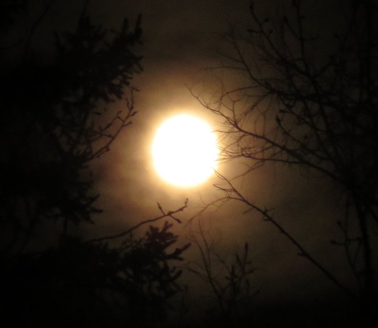 bright orange full moon shining behind maple branches.JPG