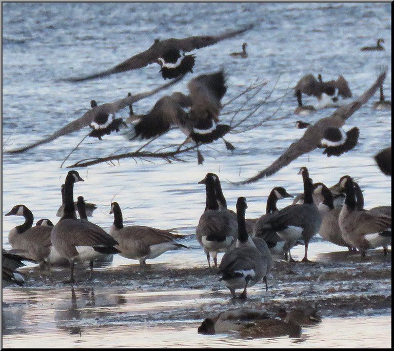 close up o geese coming in for a landing above the heads of other Canada geese standing on sandbar.JPG