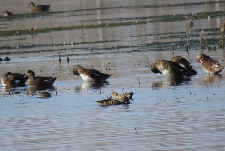 5 ducks standing on raised area in pond some grooming  shoveller ducks feeding in front.JPG