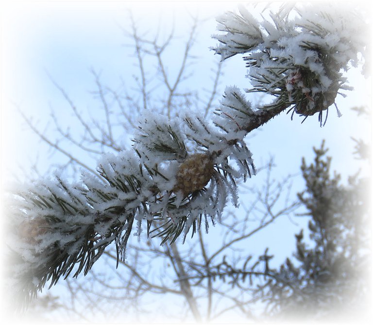 hoarfrost on pine branch with cones.JPG